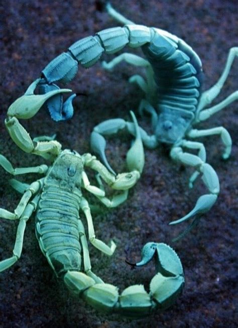 Scorpion fight | INSECTS | Pinterest