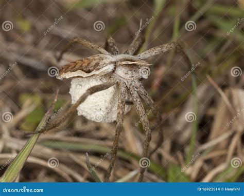 Female Wolf Spider with Eggs Stock Photo - Image of animalia, arachnid: 16923514