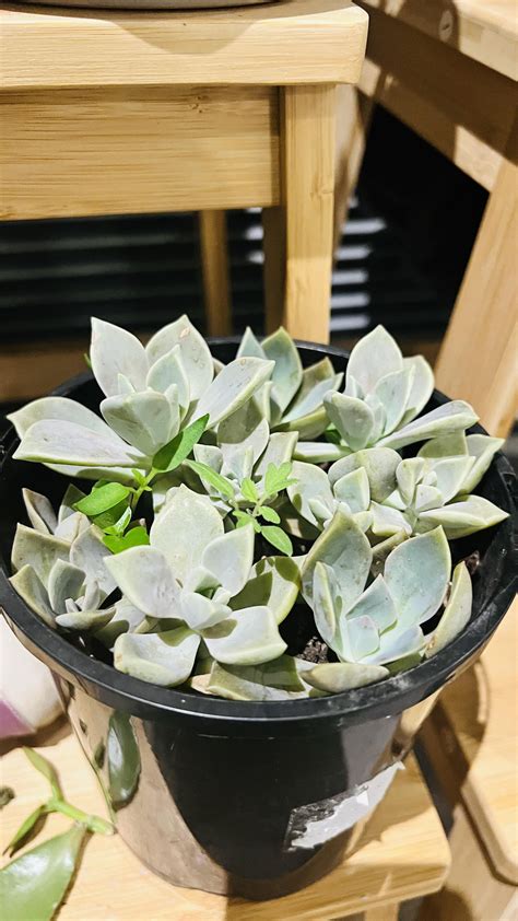 Is this ghost plant succulent? : r/succulents