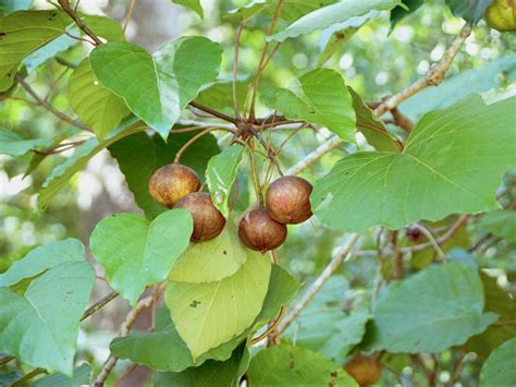 Vernicia fordii - Alchetron, The Free Social Encyclopedia