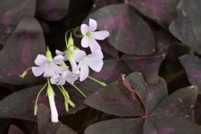 Purple Shamrock Flowers Close-up Free Stock Photo - Public Domain Pictures