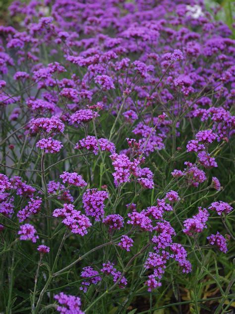 Verbena Bonariensis Plant | ubicaciondepersonas.cdmx.gob.mx