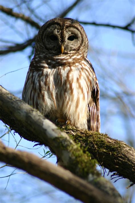 A Barred owl poses perfectly for Mary A. Roth's camera in Florida ...