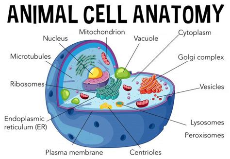 animal cell diagram 3d - Tifany Galvan