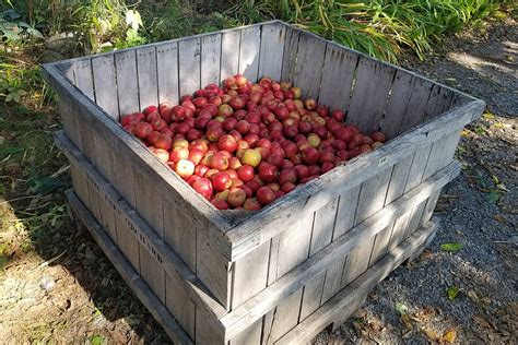 The Apple Harvest Is Underway