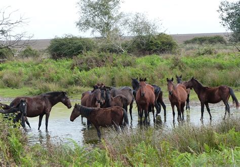 Horse Habitat: Where Do They Live