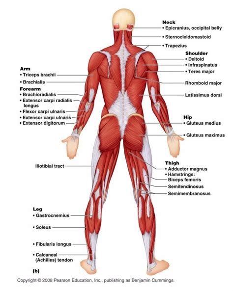 Muscles , 6 Muscular System Pictures Labeled : Anatomy Posterior ...