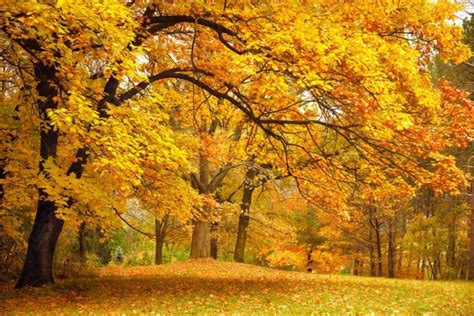 10 BEST Trees to Plant in Michigan (2021) - The Gardening Dad