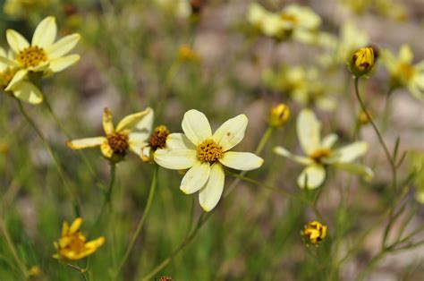 Moonbeam Coreopsis