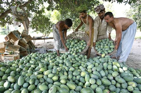 Pakistan's mango production to fall by 50% due to heatwave, water ...