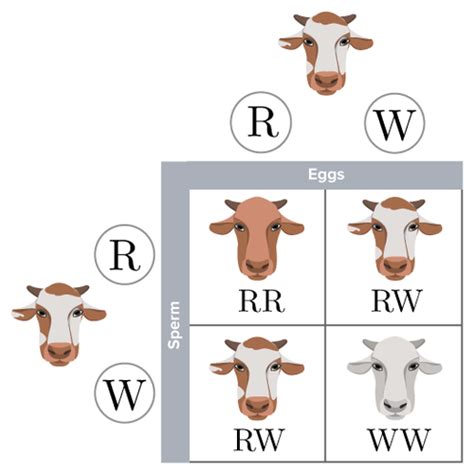 Flexi answers - What is the definition of genetic codominance? | CK-12 Foundation