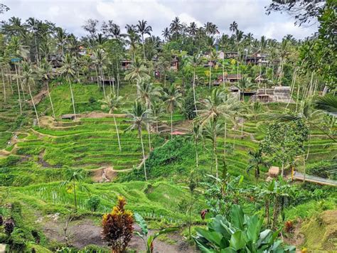 Tegallalang Rice Terraces: The Real Entrance & Trekking Tips