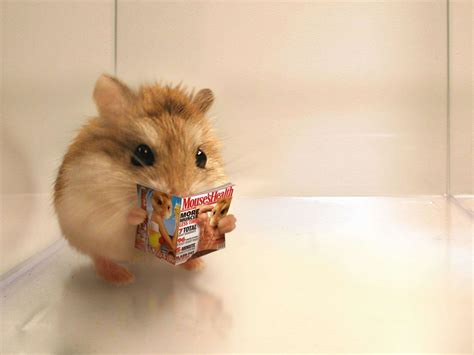 Fat Hamsters Wallpapers - Wallpaper Cave