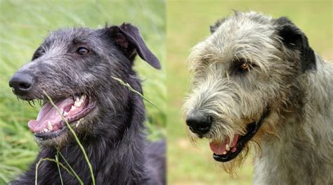 Scottish Deerhound vs. Irish Wolfhound: Breed Differences & Similarities