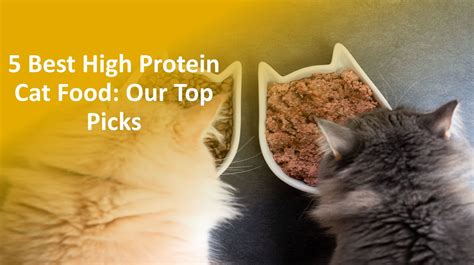 5 Best High Protein Cat Food: Our Top Picks