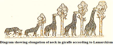 What was the basic principle of Lamarckism?(a) Inheritance of acquired characters(b) Natural ...