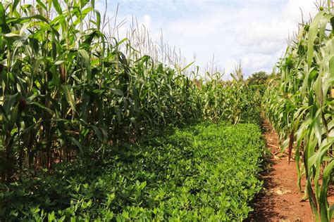 Conservation Agriculture: A greener, smarter and economic way to grow food - CGIAR