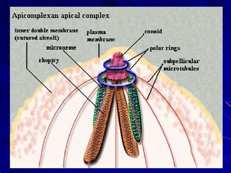 Apicomplexa structure Phylum Apicomplexa Class Sporozoea Subcl Coccidia