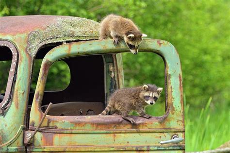 Raccoon Procyon Lotor Babies Photograph by Don Johnston - Fine Art America