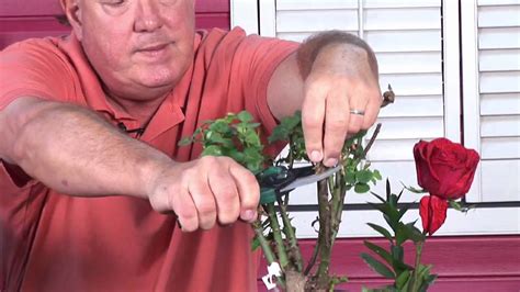 Growing Roses : Rose Bush Care & Maintenance - YouTube