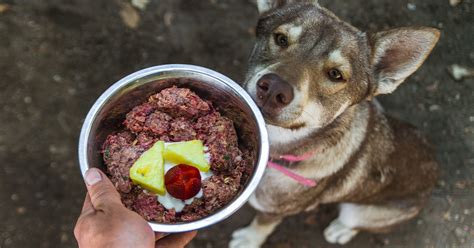 Mother Nature | Choosing a Raw Diet for Your Dog