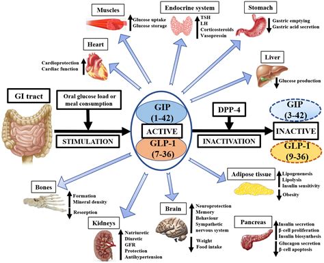 Biology | Free Full-Text | Gastrointestinal Incretins—Glucose-Dependent ...