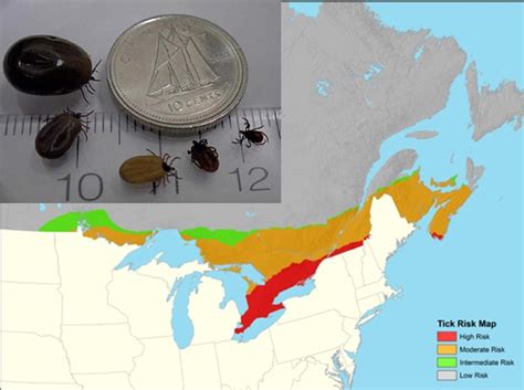 Time to Talk Ticks! | Veterinarians in Oakville Ontario | Bucksburn Veterinary Hospital