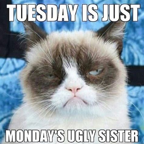 30 Funny Monday Memes | Funny grumpy cat memes, Grumpy cat humor ...