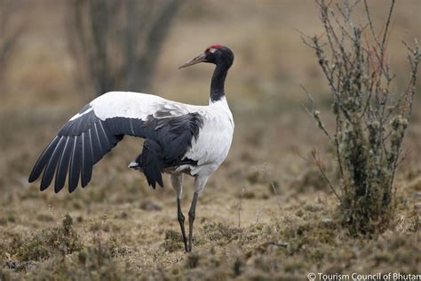 Black Necked Crane in Phobjikha Valley | Tourism Bhutan | Flickr