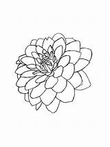Flower Dahlia Coloring Pages Sheets Printable Colorir Para Desenho  sketch template