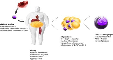 Consequences of obesity and associated metabolic inflammation.... | Download Scientific Diagram