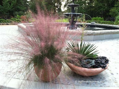 Growing Ornamental Grass in Containers | Gardenoid