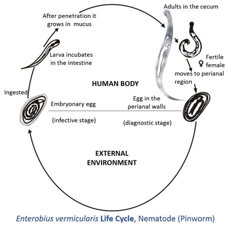 ENTEROBIUS VERMICULARIS Diagram | Quizlet