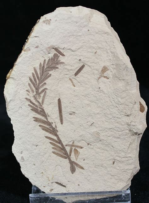 Metasequoia (Dawn Redwood) Fossil - Montana For Sale (#27133 ...