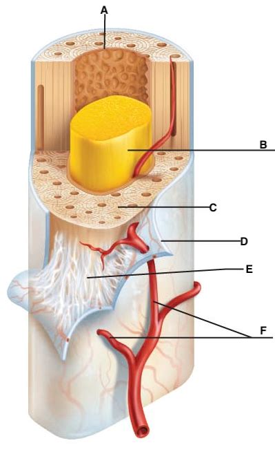 Bone Diaphysis Anatomy Diagram | Quizlet