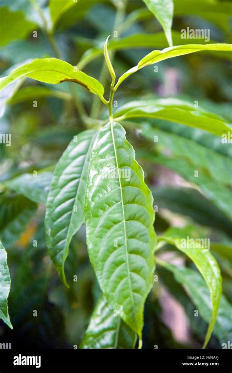 Rudraksha tree leaves, varanasi, uttar pradesh, india, asia Stock Photo - Alamy