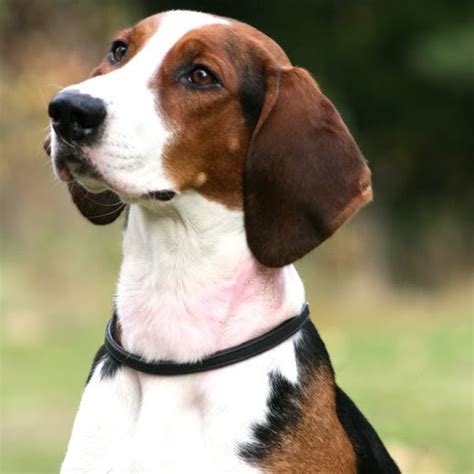 Finnish Hound Breed Guide - Learn about the Finnish Hound.