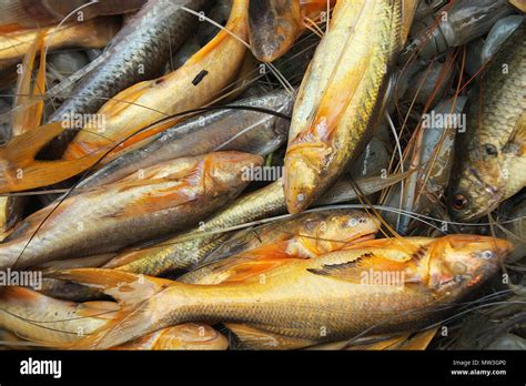 Assorted Bangladeshi local fishes. Khulna, Bangladesh Stock Photo - Alamy