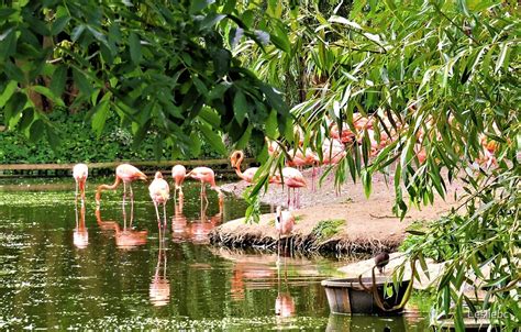 "Flamingos Feeding" by Lesliebc | Redbubble