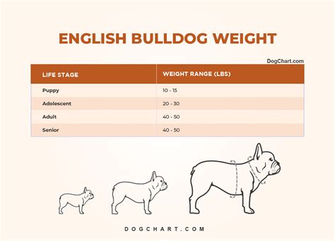 English Bulldog Weight Chart in KG, lbs by Life Stages