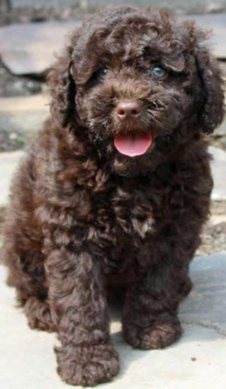 Shesco-the-Poodle-Mix The Daily Puppy | Poodle mix, Cocker spaniel poodle mix, Cute puppy names