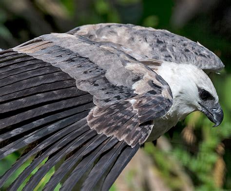 Harpy eagle | San Diego Zoo Wildlife Explorers