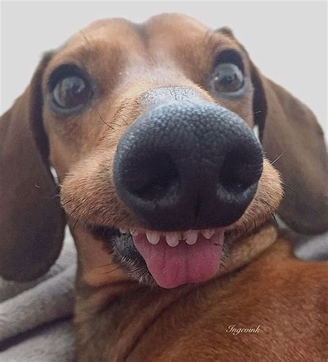 Dachshund | Sausage Dogs on Instagram: “😝 Follow us @dachshund_bois . . . . . . . . 📸Credit ...