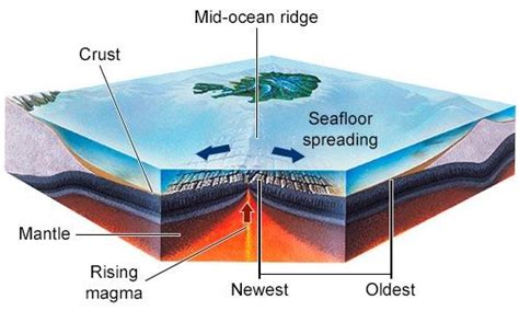 Mid Atlantic Ocean Ridge Diagram - ocean wildlife list