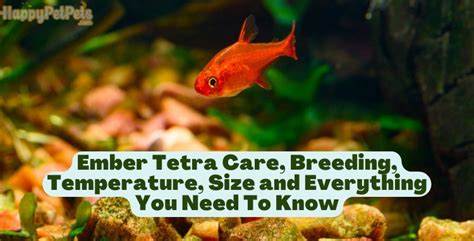 Ember Tetra Care, Breeding, Temperature, Size and Everything You Need ...