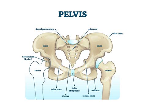 Ischial Bursitis - Sports Medicine Information