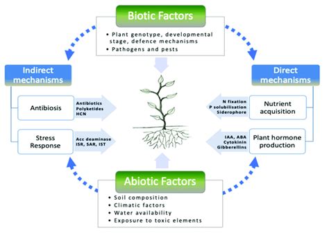 Maturation Promoting Factor