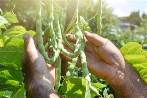 When to Pick Green Beans? (Best Time to Harvest for Best Result) - FarmingThing.com