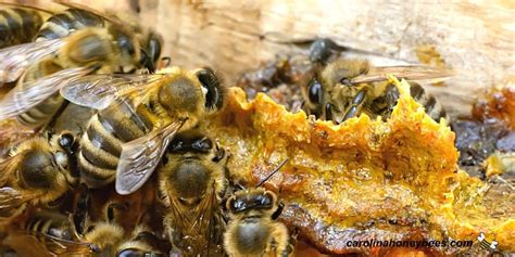 How to Harvest Bee Propolis from Your Hives - Carolina Honeybees