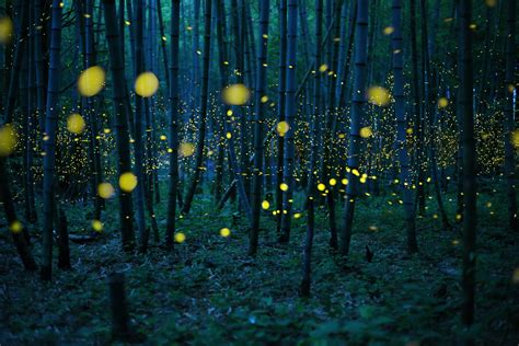 These Dazzling Long Exposures Capture Japan's Fireflies | World ...